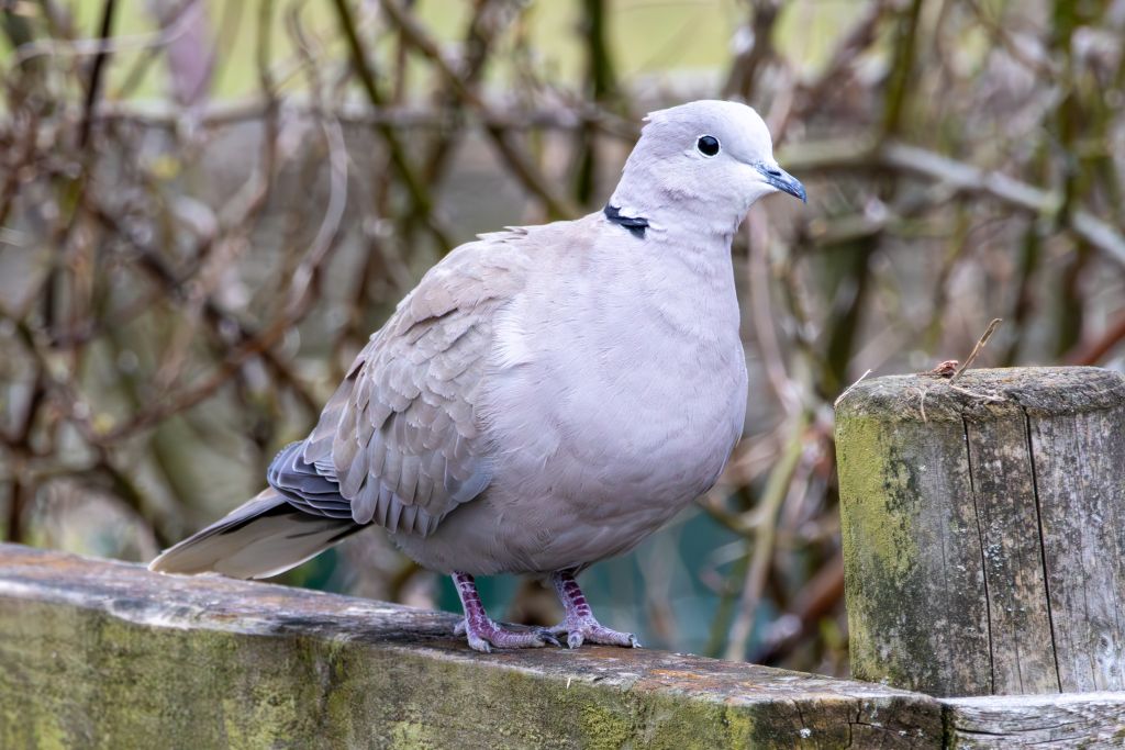 Collared Dove image 1